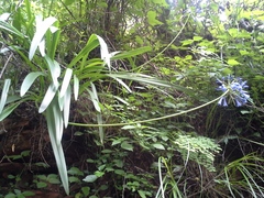Agapanthus inapertus
