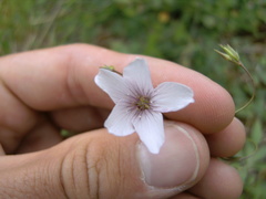 Linum tenuifolium