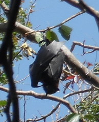 Pteropus giganteus