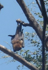 Pteropus giganteus