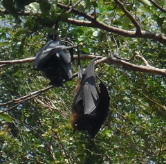 Pteropus giganteus