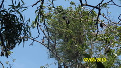 Pteropus giganteus