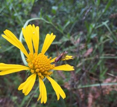 Odontoxiphidium apterum