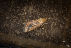 Achyra massalis