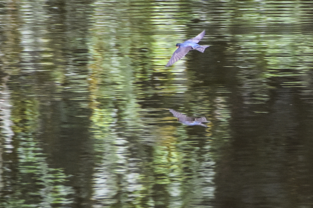 Pacific Swallow From Kilu Area Talasea District New Britain Papua 