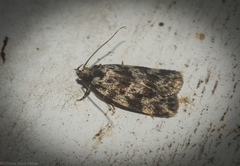 Barea eucapnodes