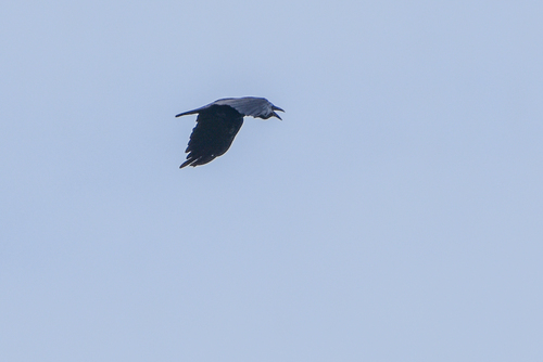 Bismarck Crow (Corvus insularis), photo 4