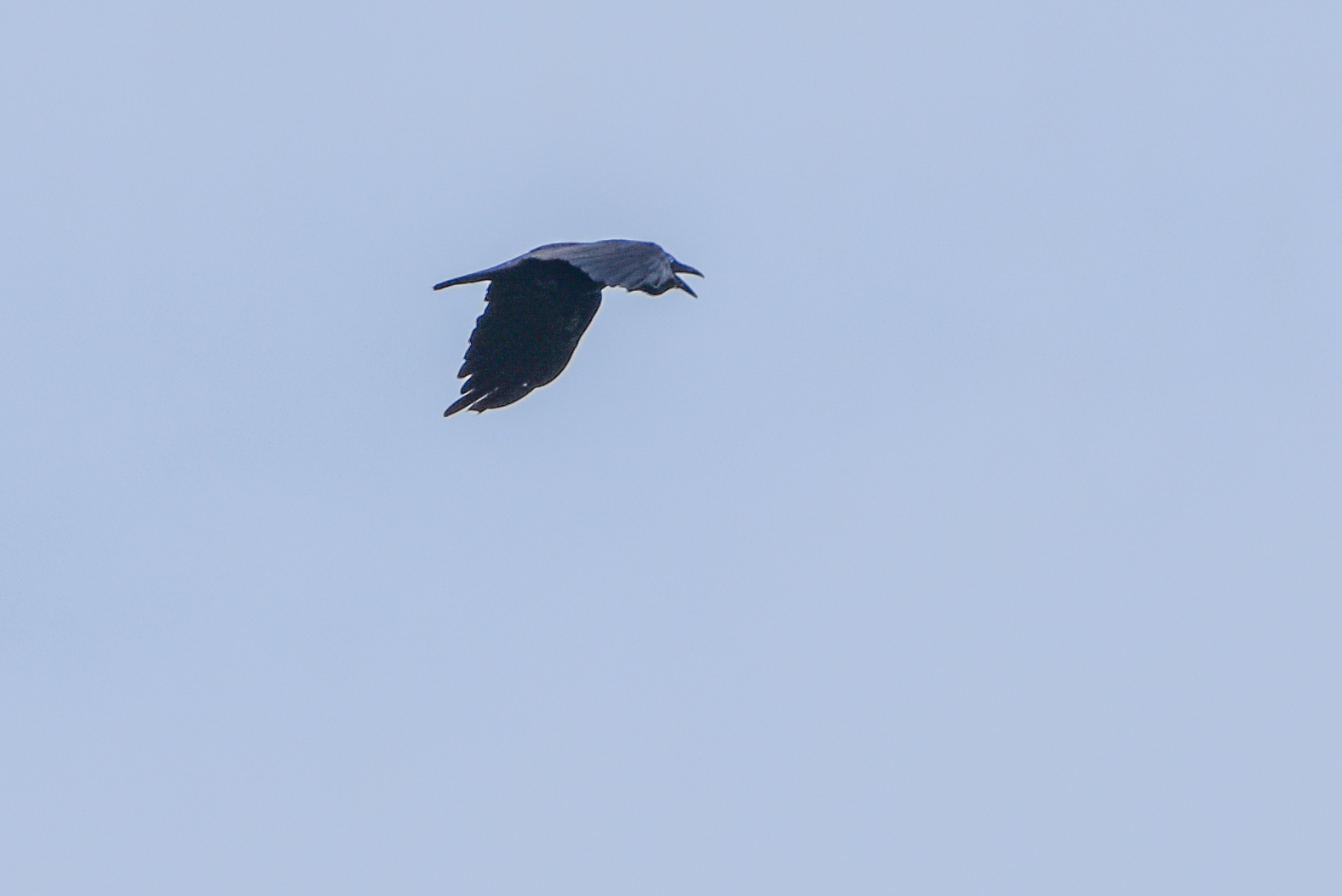 Bismarck Crow (Corvus insularis), photo 4