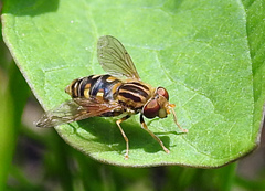 Parhelophilus laetus