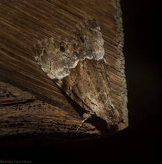Alophosoma emmelopis