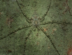 Tamopsis tweedensis