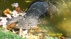 Varanus salvator salvator