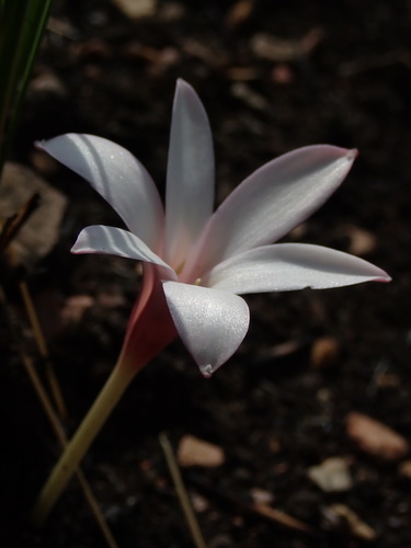 Image of Apodolirion buchananii by no rights reserved