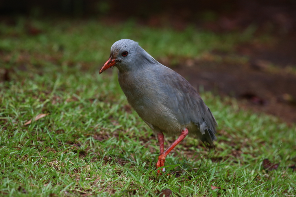 Kagu