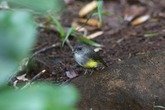 Eopsaltria flaviventris