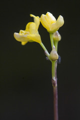 Utricularia geminiscapa