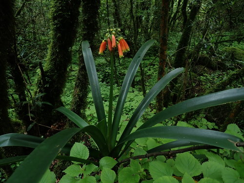 Image of Longstem Bushlily (Clivia caulescens) by no rights reserved