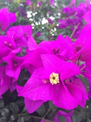 Bougainvillea