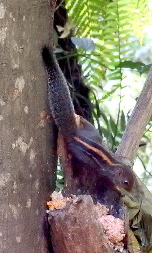 Funambulus layardi