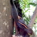 Layard's Palm Squirrel - Photo (c) desertnaturalist, some rights reserved (CC BY), uploaded by desertnaturalist
