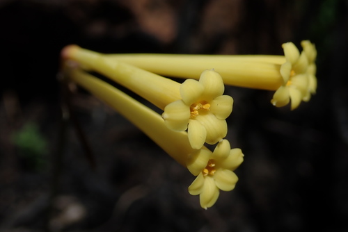 Cyrtanthus stenanthus