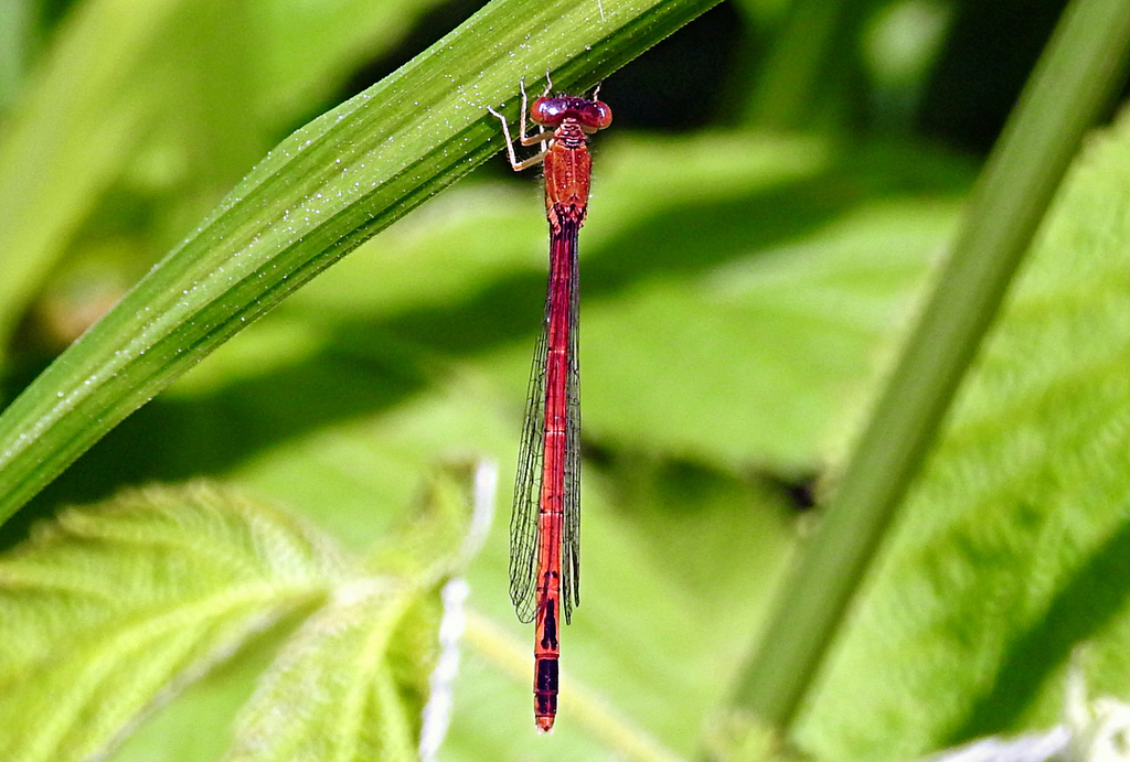 Eastern Red Damsel