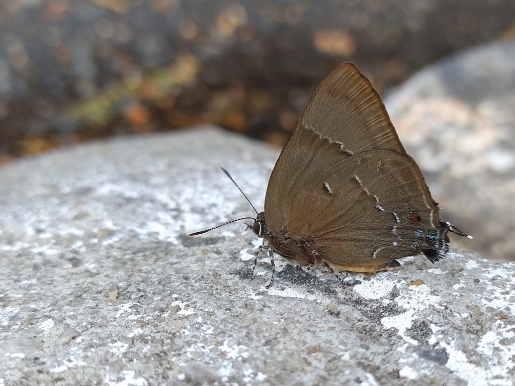 Variable Hairstreak