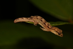 Bavayia sauvagii