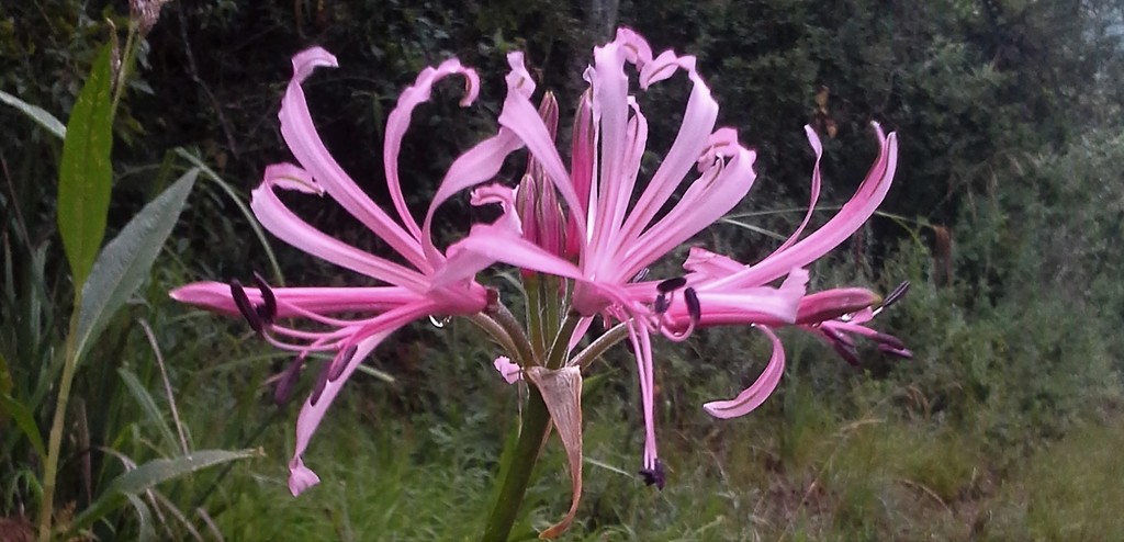 Nerine angustifolia, Ehlanzeni, South Africa