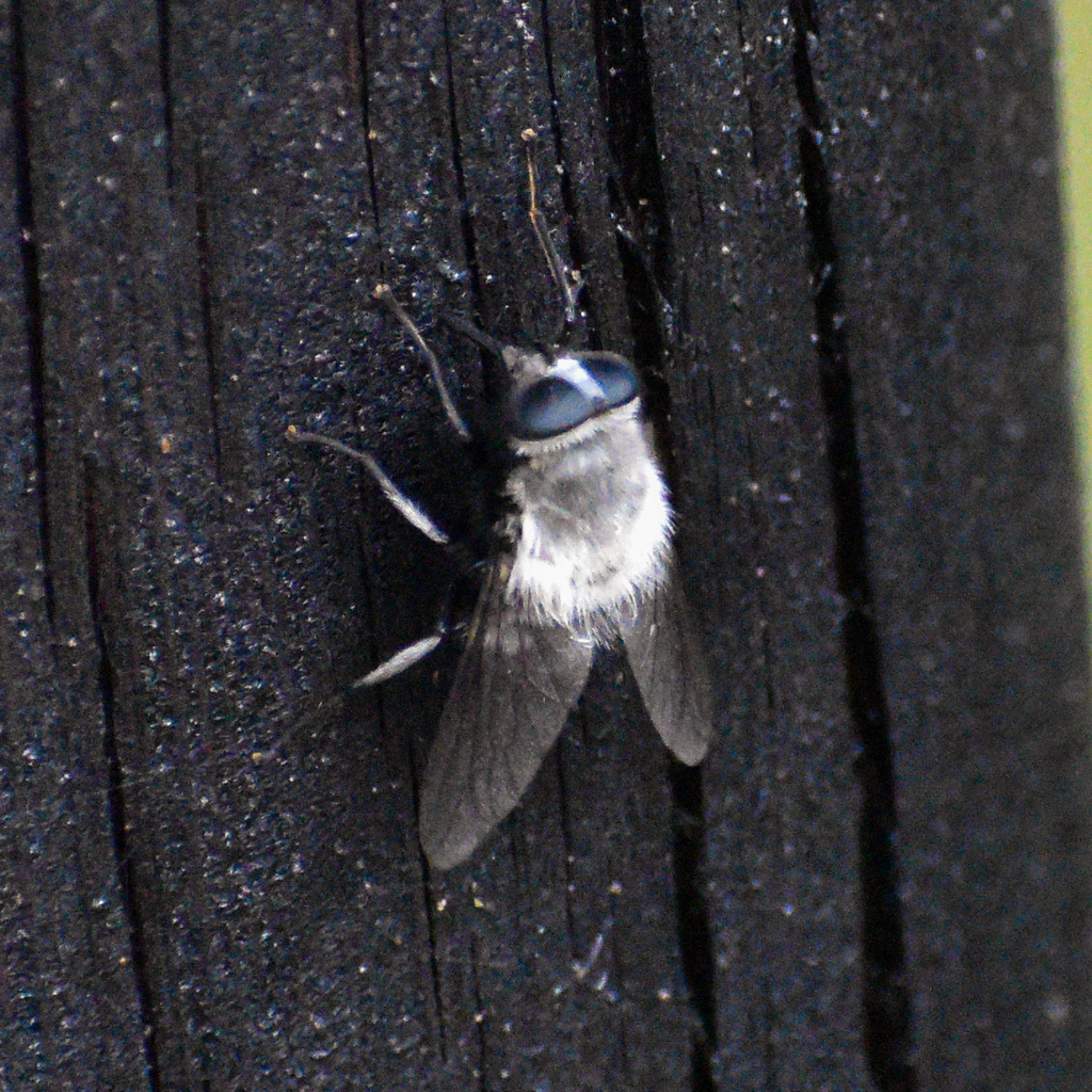 Sixtomyia leucothorax