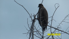 Spilornis cheela spilogaster