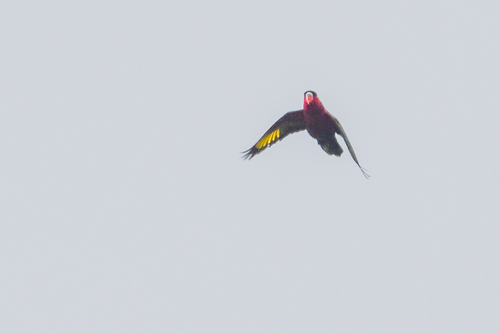 Purple-bellied Lory (Lorius hypoinochrous), photo 7