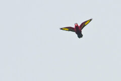 Purple-Bellied Lory photo 3