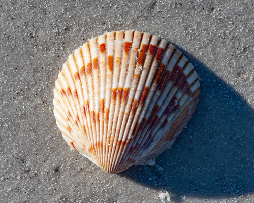 Giant Atlantic Cockle