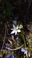 Ornithogalum woronowii