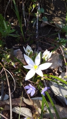 Ornithogalum woronowii
