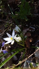 Ornithogalum woronowii