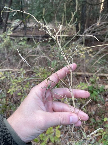 wirestem muhly (Muhlenbergia frondosa)