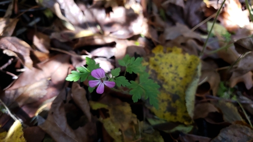 Geranium robertianum