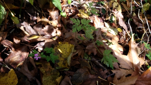 Geranium robertianum