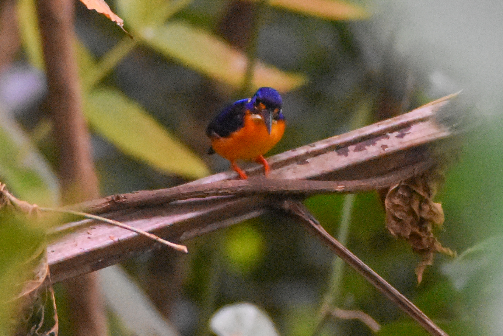 New Britain Dwarf Kingfisher (Ceyx sacerdotis), photo 1