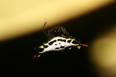 Gasteracantha westringi