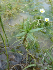 Mentha cervina