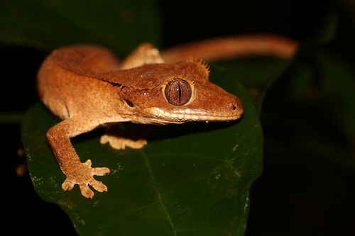 Crested Gecko, Correlophus ciliatus