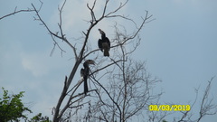 Anthracoceros coronatus