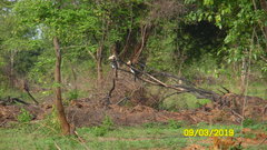 Anthracoceros coronatus