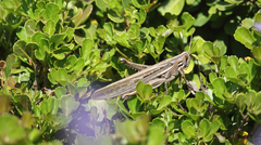 Schistocerca cancellata