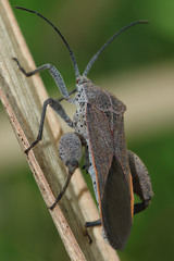 Coreidae