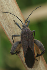 Coreidae