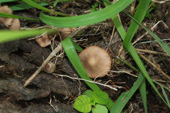 Fungi